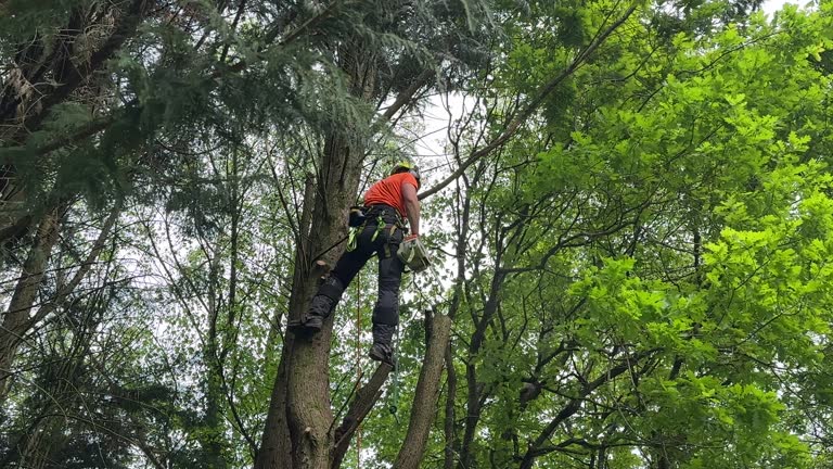 Best Tree Removal Services  in Coyne Center, IL